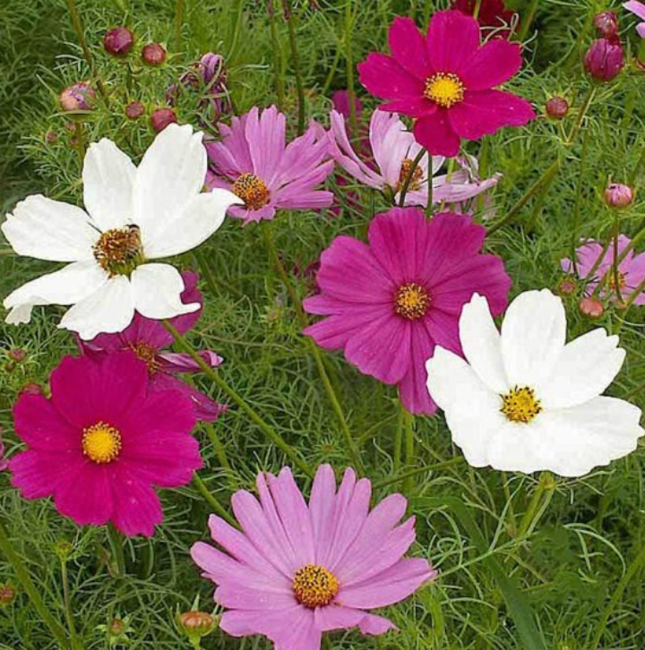 Flower - Cosmo