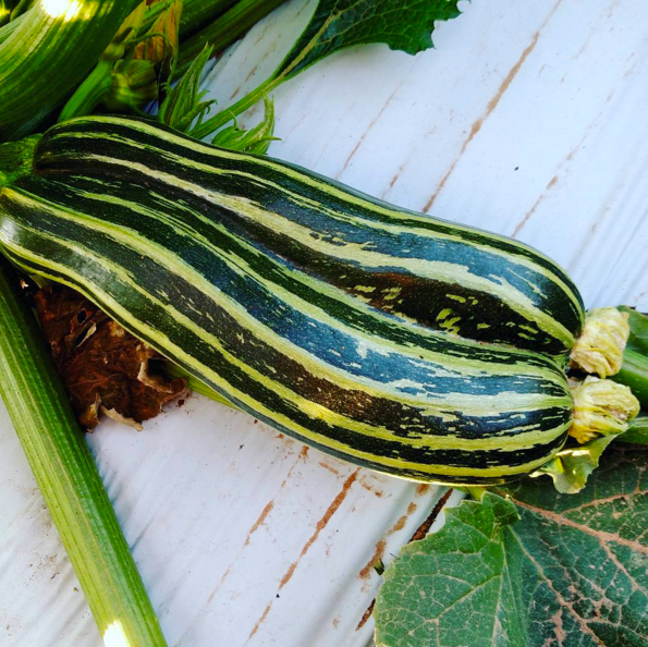 Seeds - Zucchini (Striato d'Italia)