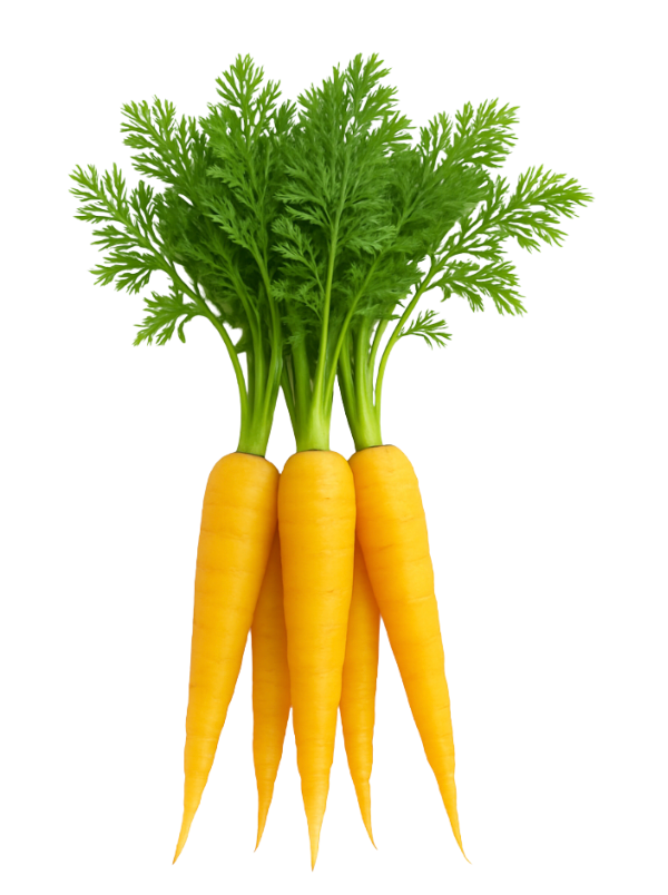Carrot - Gold