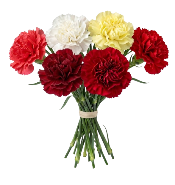 Flower - Carnation Mix