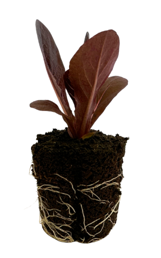 Lettuce - Romaine (Red)