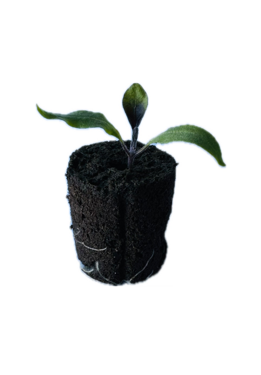 Eggplant - Long