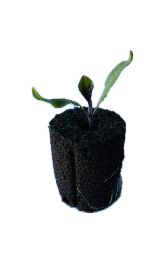 Eggplant - Mini