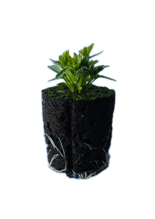 Parsley