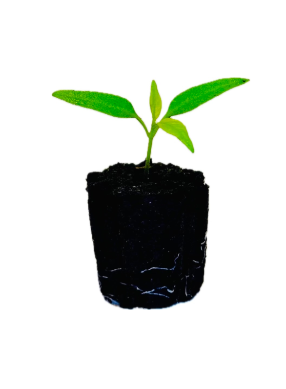 Pepper - Habanero