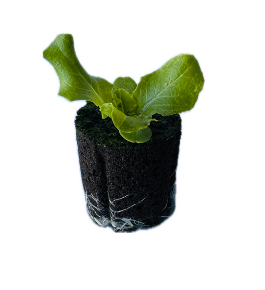 Lettuce - Leaf