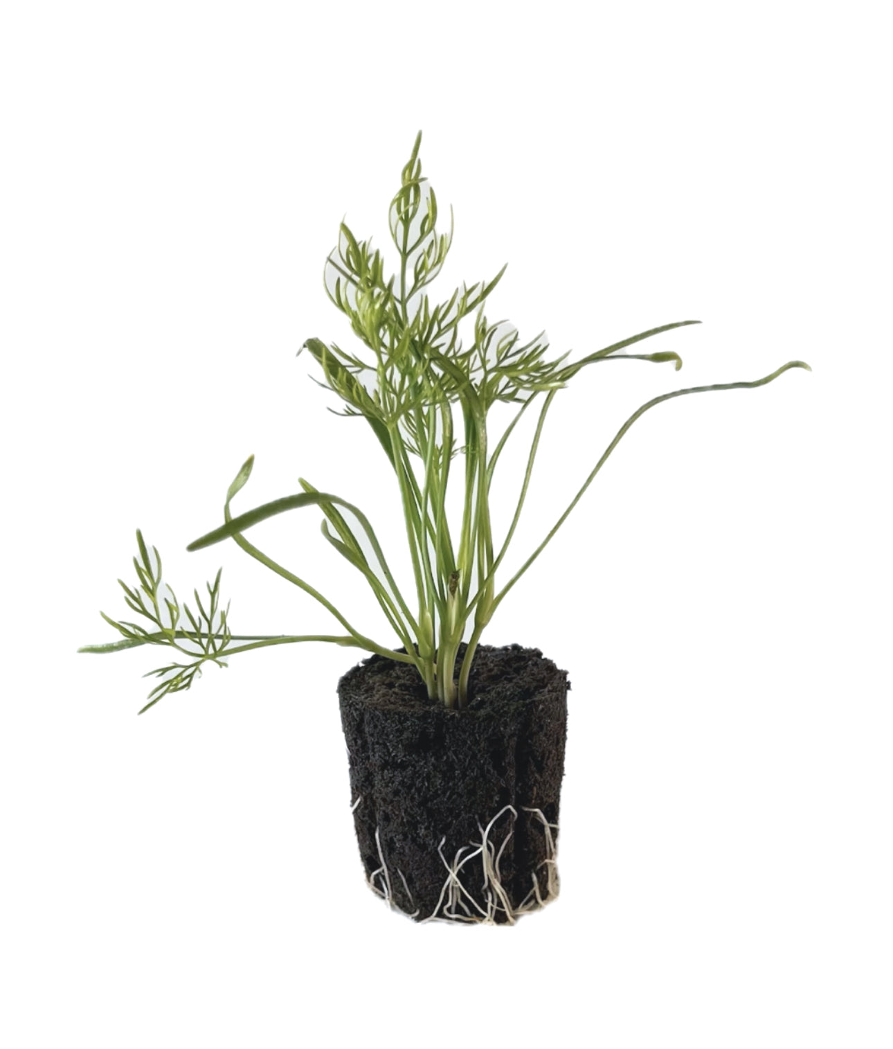 Fennel