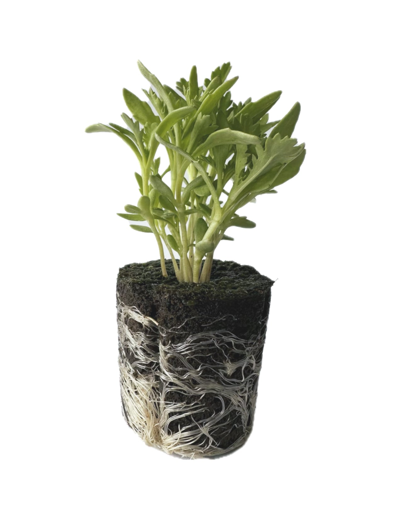Flower - Chrysanthemum