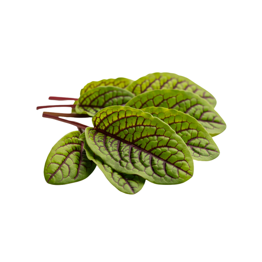 Sorrel - Red Veined