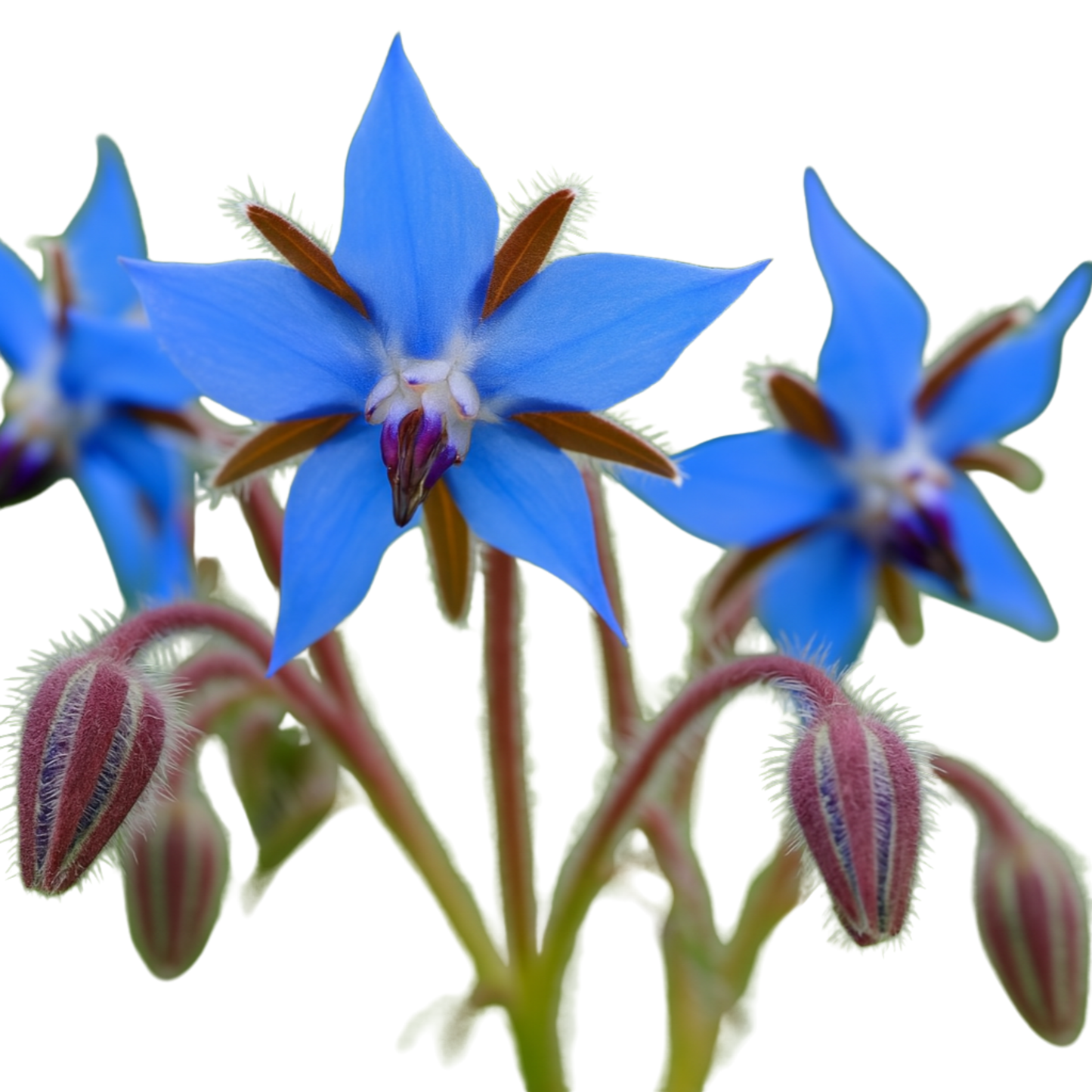Flower - Borage