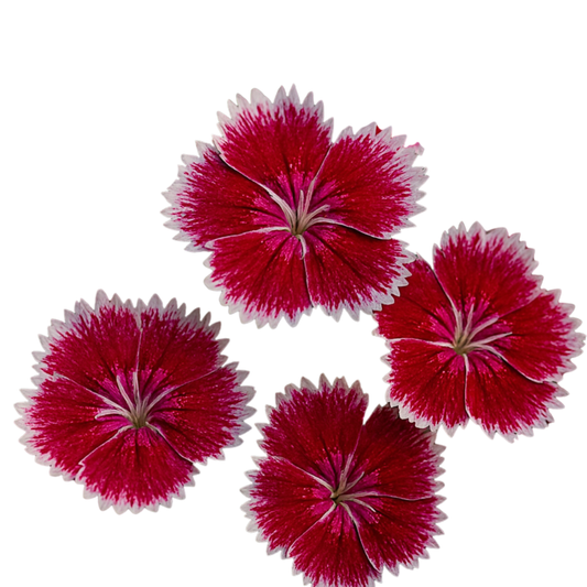 Flower - Dianthus