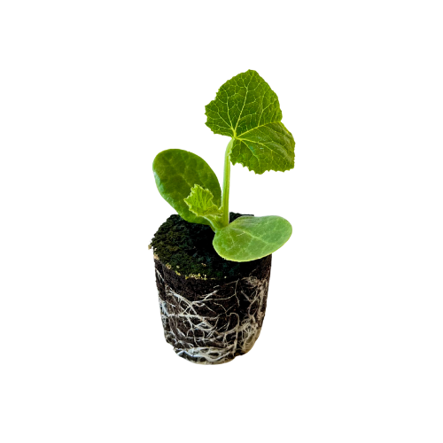 Squash - Acorn