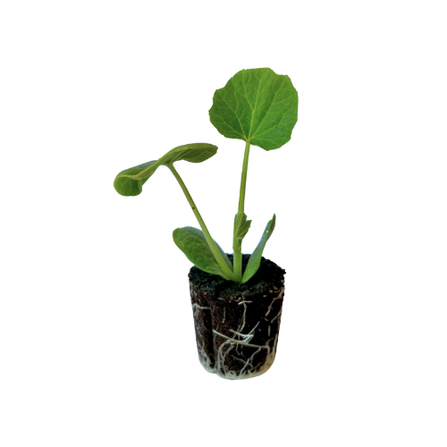 Squash - Butternut