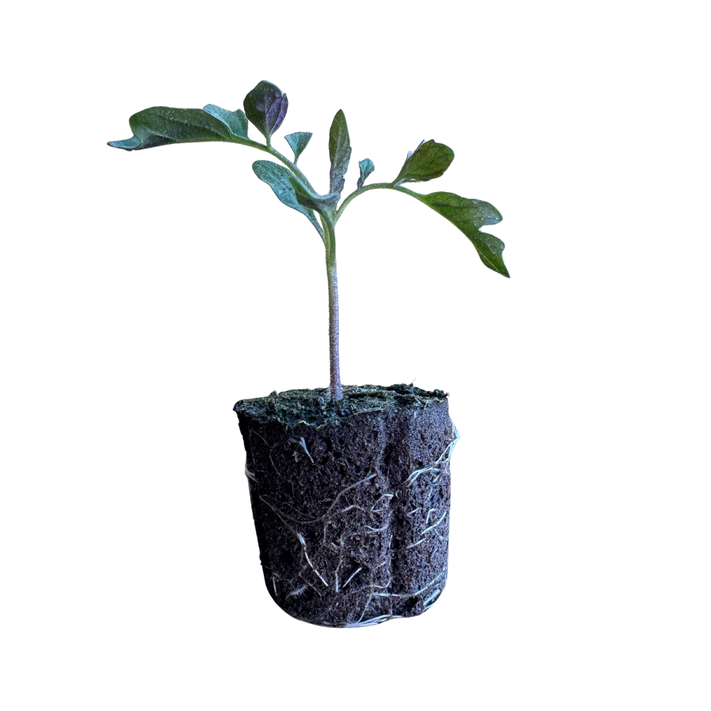 Tomato - Yellow Cherry (Sun Gold)