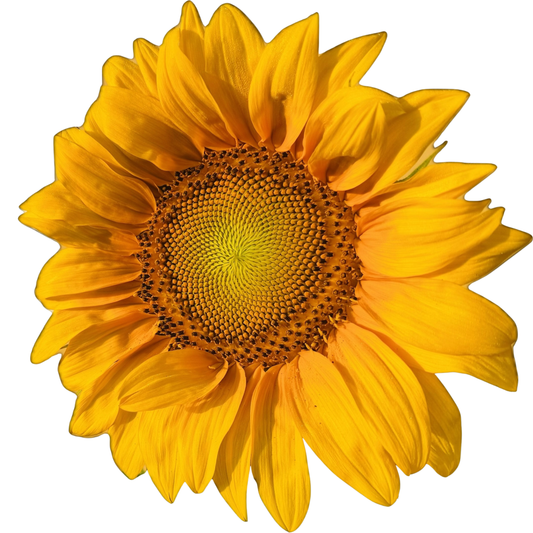 Flower - Sunflower