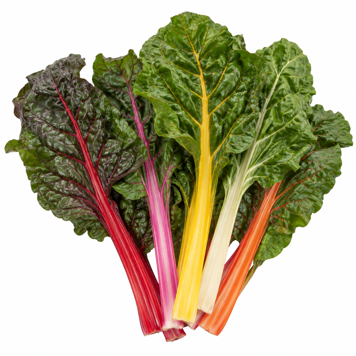 Swiss Chard - Rainbow