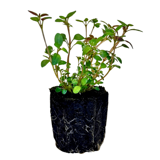 Thyme