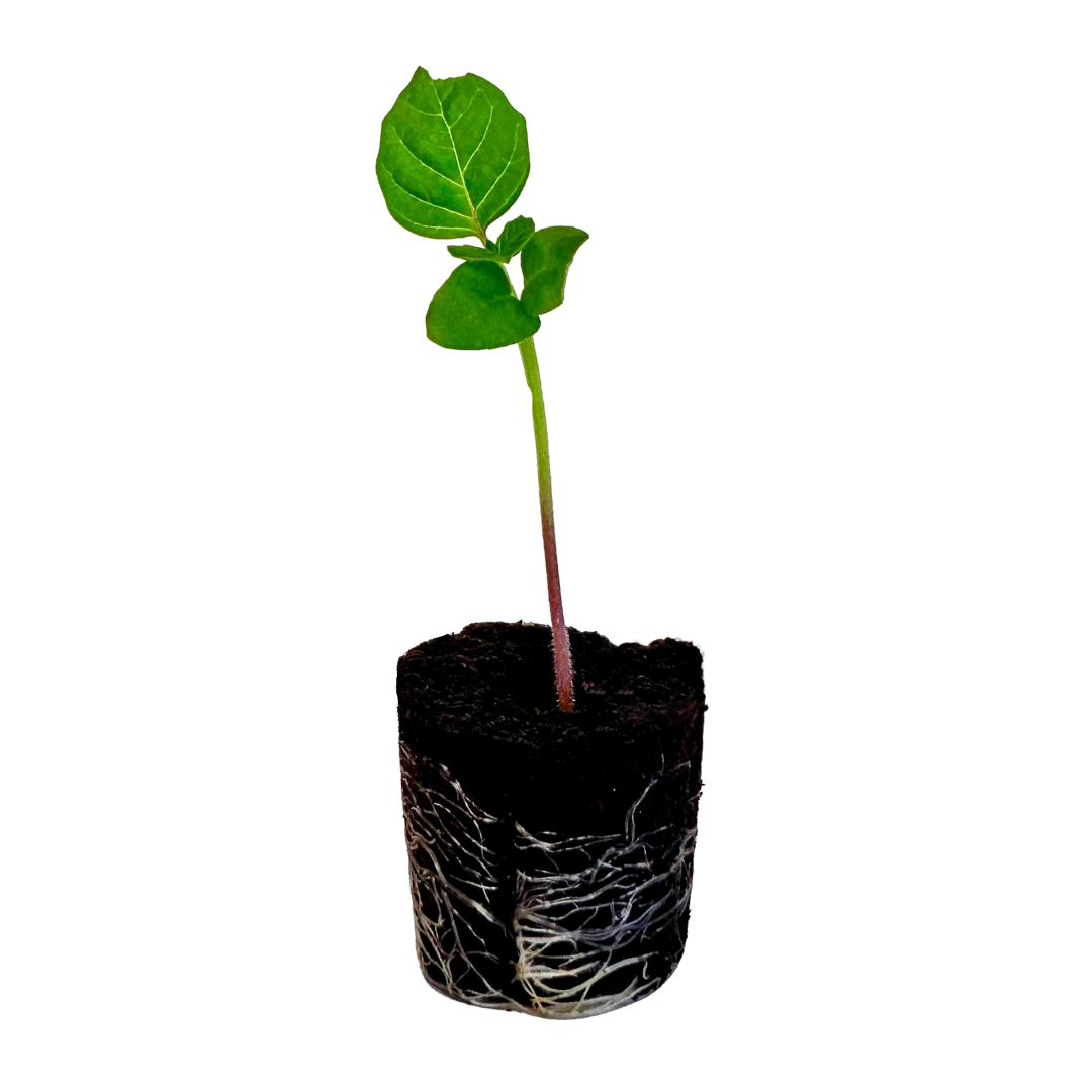 Tomatillo