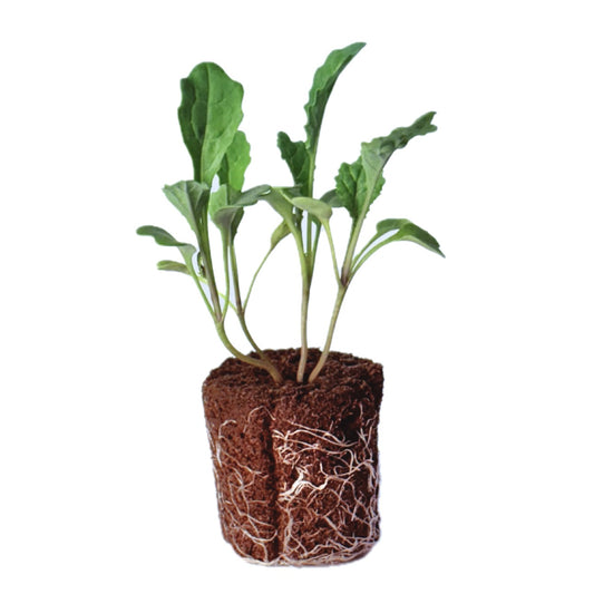 Kale - Toscano