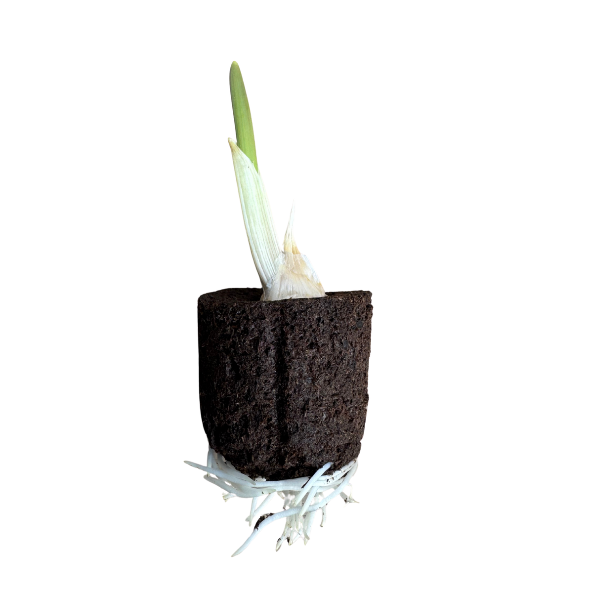 Garlic - Common Softneck