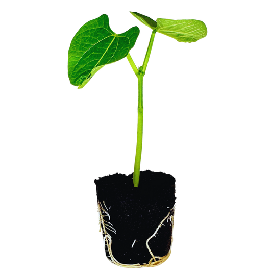 Beans - Green