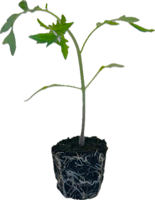 Tomato - Yellow Cherry
