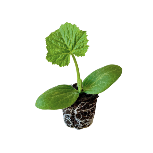 Zucchini - Striped