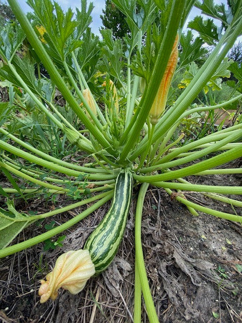 Seeds - Zucchini (Striato d'Italia)