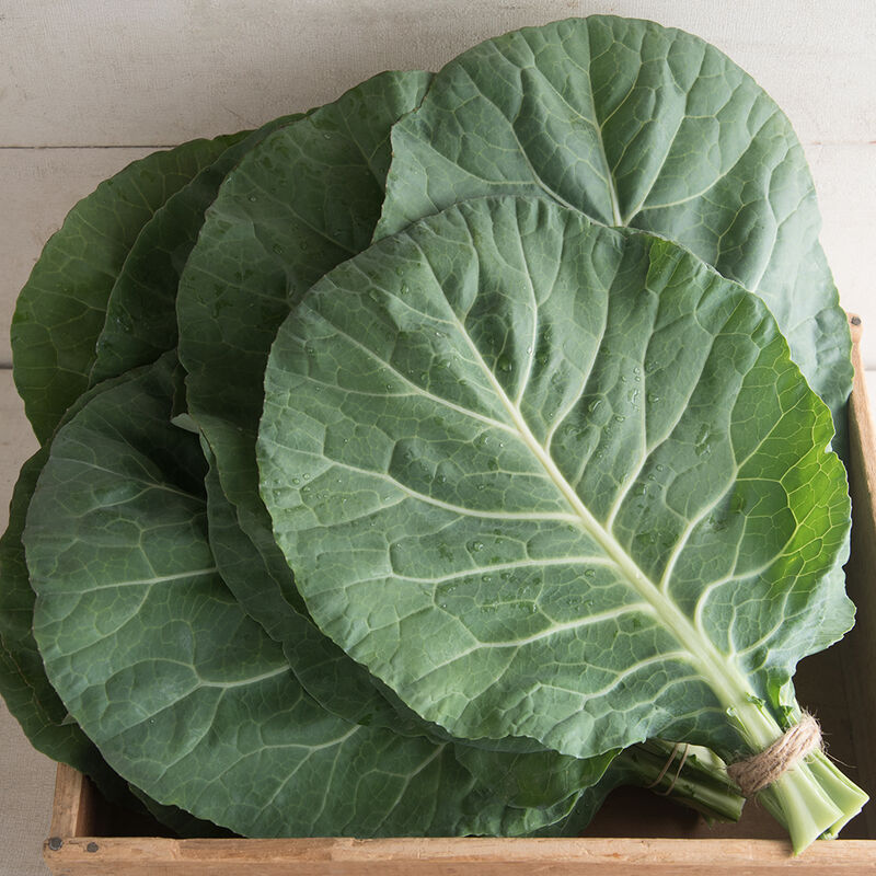 Collard