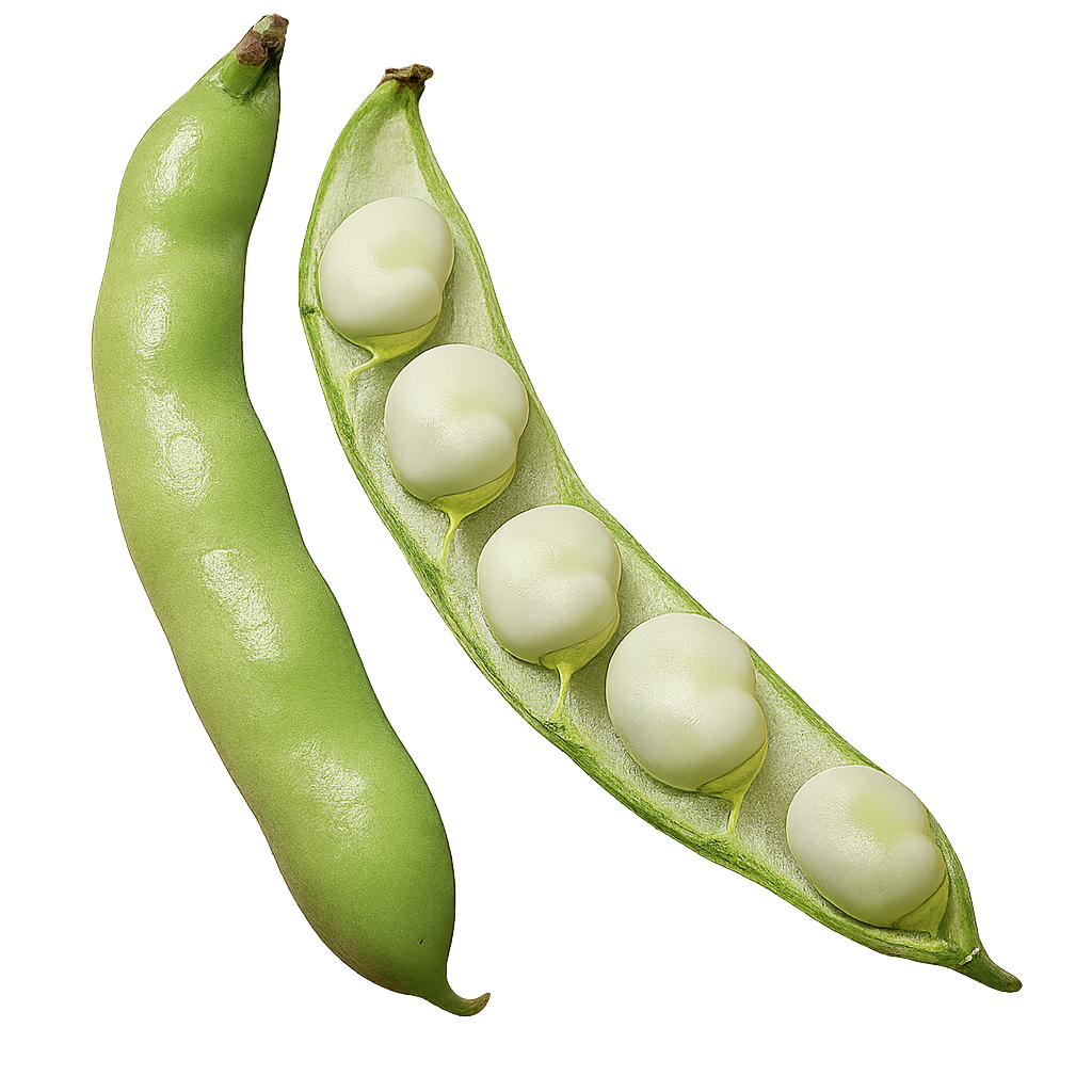 Bean - Fava