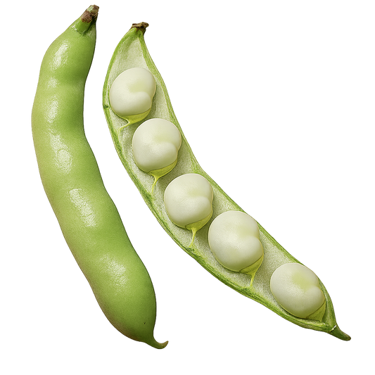 Bean - Fava