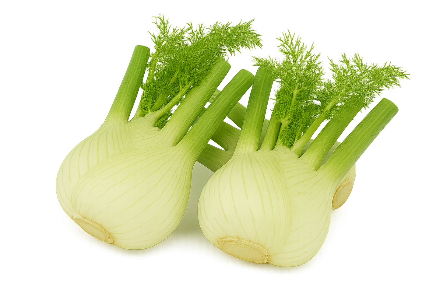 Fennel