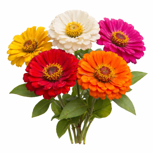 Flower - Giant Zinnia