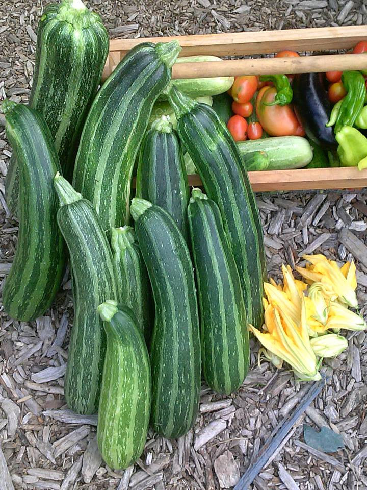 Seeds - Zucchini (Striato d'Italia)