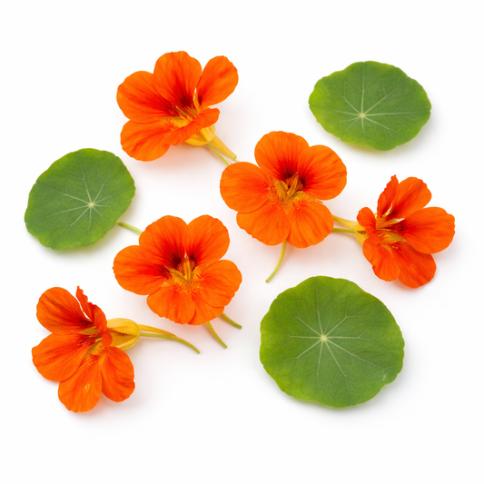 Flower - Nasturtium