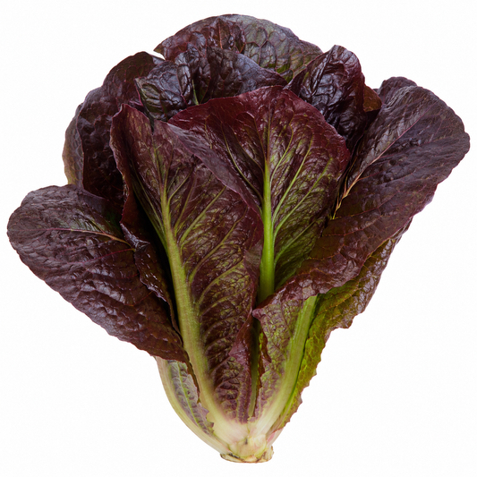 Lettuce - Romaine (Red)