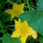 Seeds - Zucchini (Edible Flower / Zucchino da Fiore)